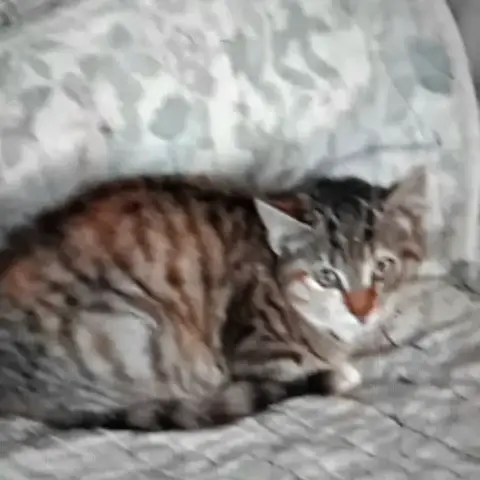 Roucky photo 2