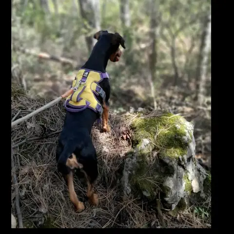 Clochette photo 3