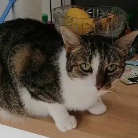Lady