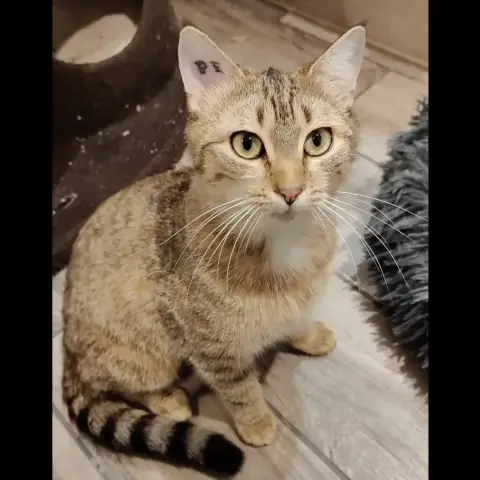 Bonna