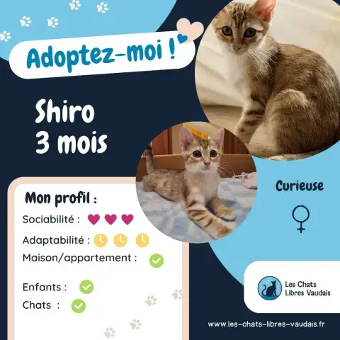 Shiro photo 3