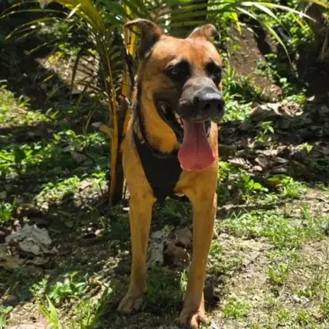 Karamelo