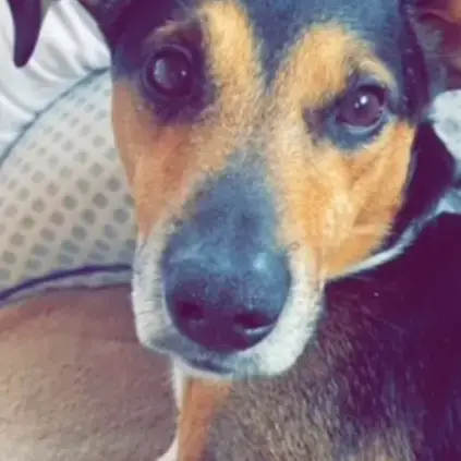 Milo photo 2