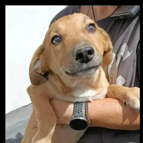 Prince