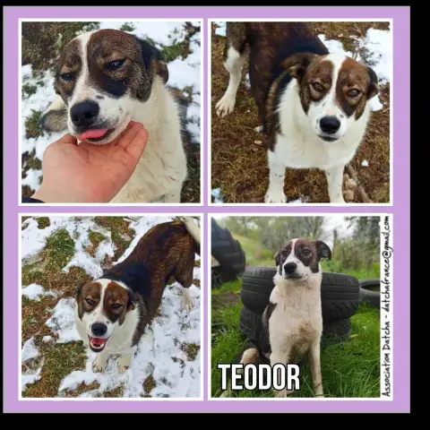 Teodor