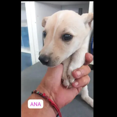 Ana