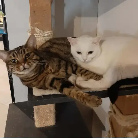 Astrée Et Abby