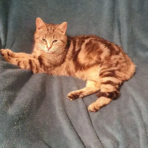 Misha