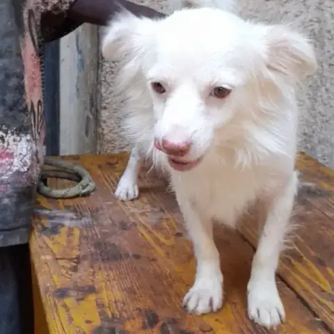 Koko