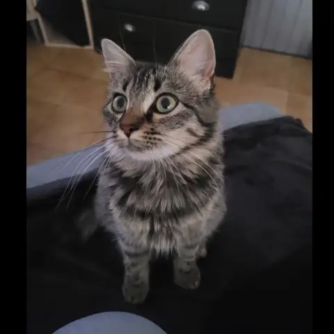Mimi