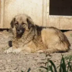Shirin photo 2