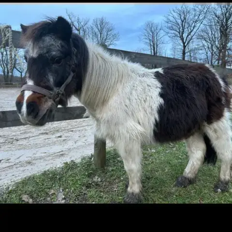 Mascotte