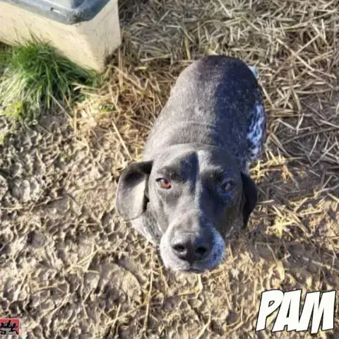 Pam
