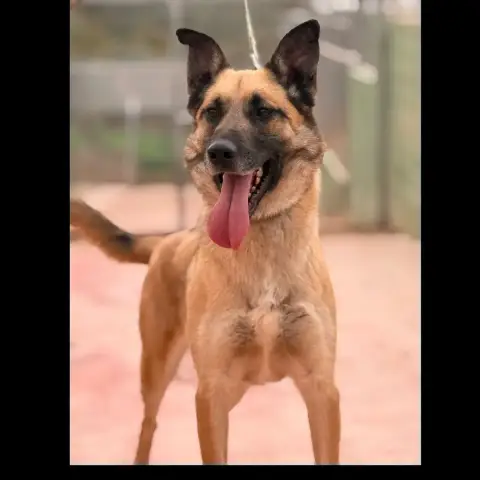 Danko