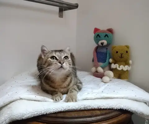 Micha