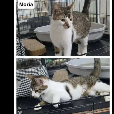 Moria