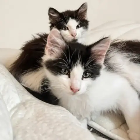 Nala Et Rio