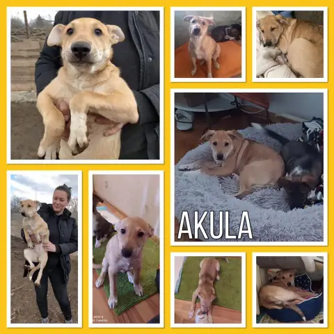 Akula