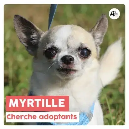Myrtille