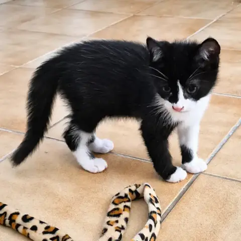 Bamby