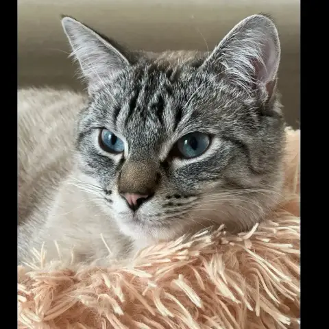 Lumi