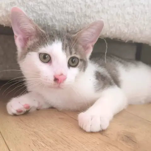 Tofu