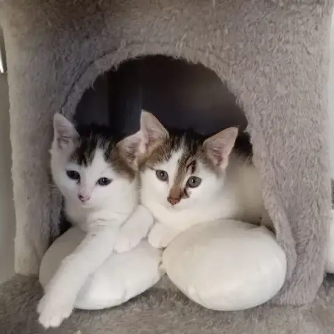 Salt Et Pepper