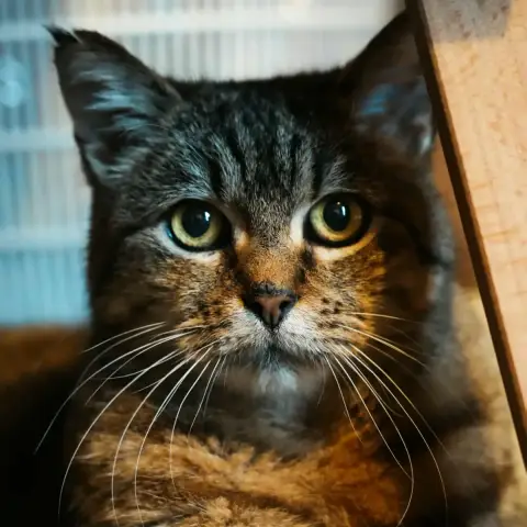 Peewee photo 3