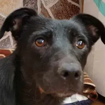 Nikita