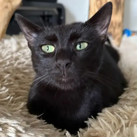 Freya