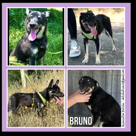 Bruno