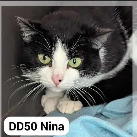 Nina