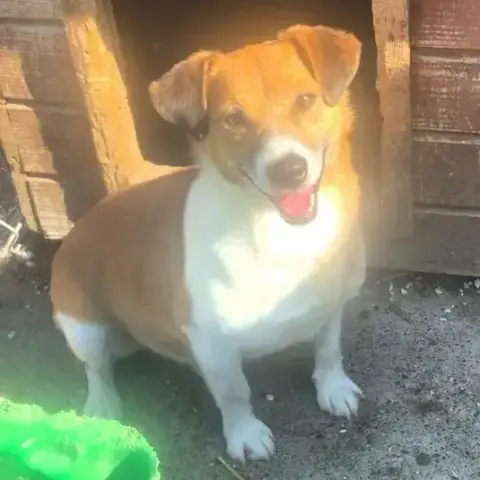 Yoshi