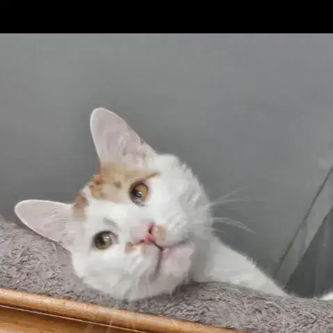 Nougat