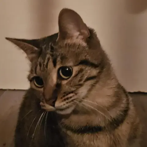 Papaye Jeune Chatte photo 3