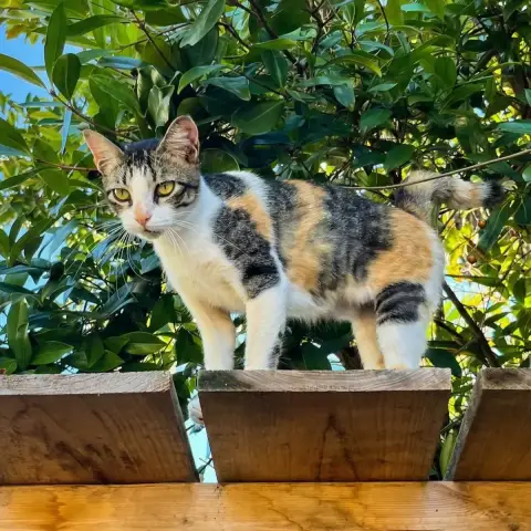 Mitsuko photo 2