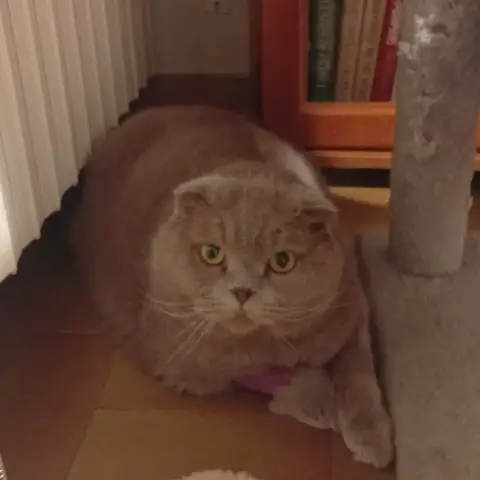 Griggio