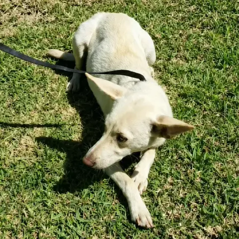 Pixie