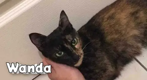 Wanda
