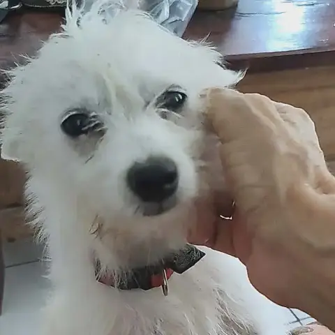 Lili Puce