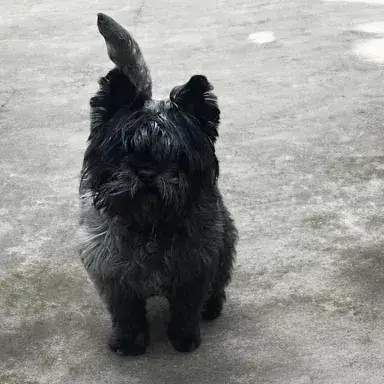 Bruce