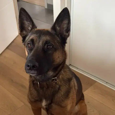 Tara