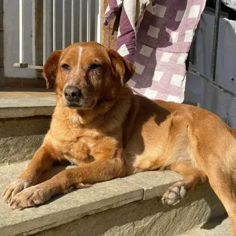 Ginger photo 3