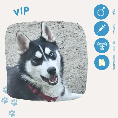 Vip