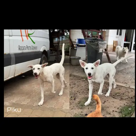Piku