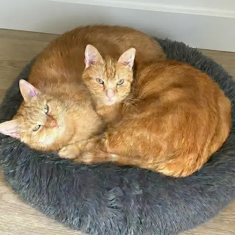Lionne Et Tigresse