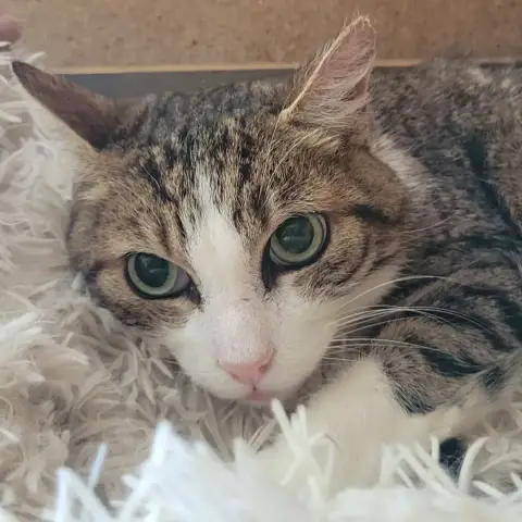 Mika
