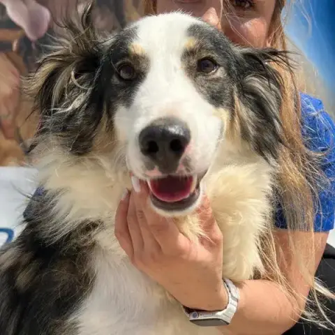Lulu