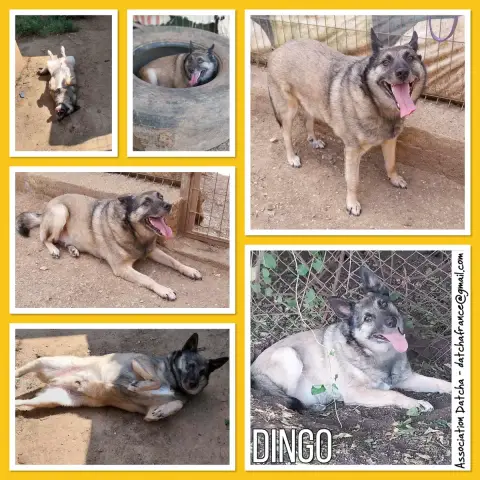 Dingo