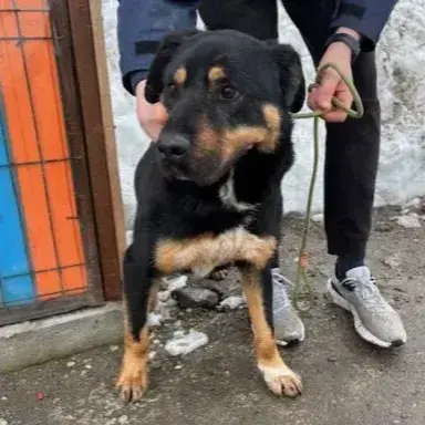 Apolo